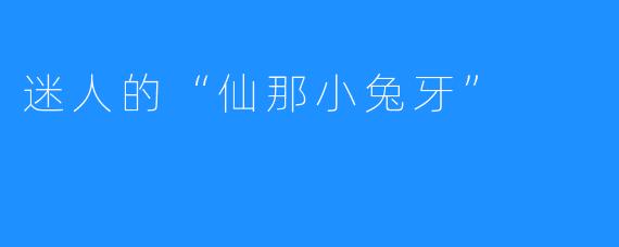 迷人的“仙那小兔牙”