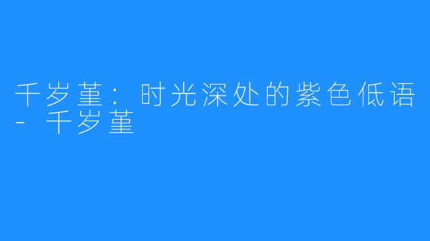 千岁堇:时光深处的紫色低语-千岁堇