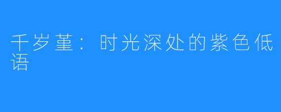 千岁堇:时光深处的紫色低语